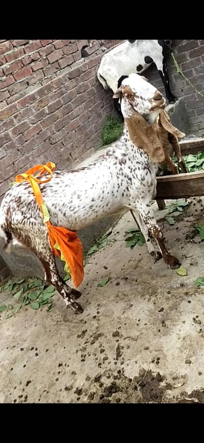 dasi makhi cheeni bakri with kid 03098289032