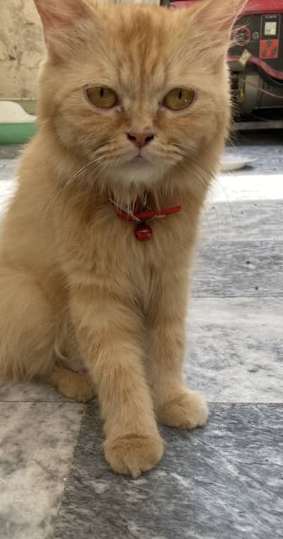 Mix Persian female