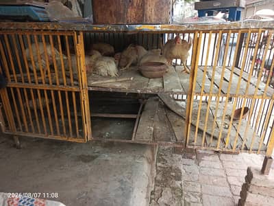 Big Cage