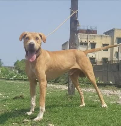 bully gultair male double body for sale 10 mahine age