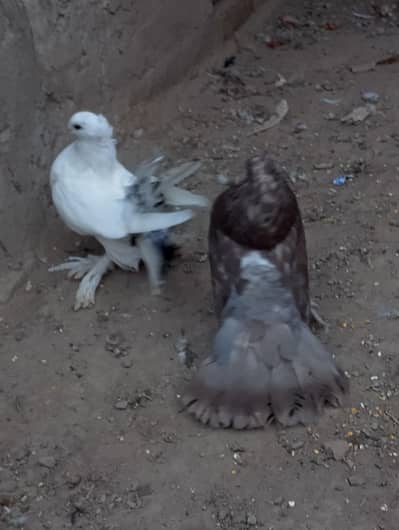Beautiful Lucky Pair for Sell