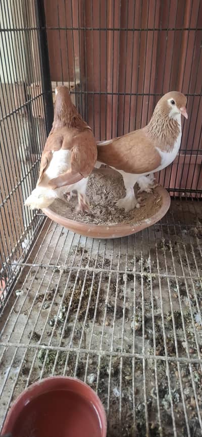 Lal Sharazi 100% breeder pair