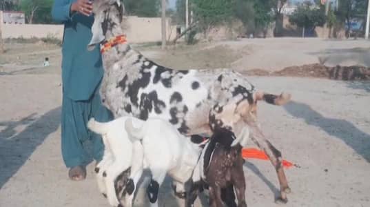3 bacchon wali bakri for sale call me+03371482889