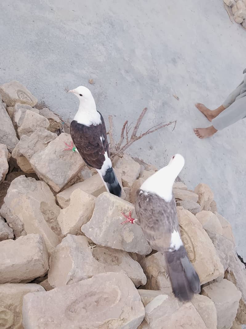 karbali 0