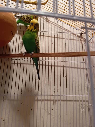 exhibition male