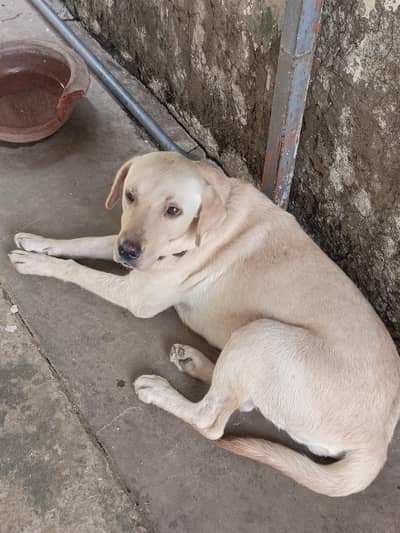 Bella — Looking for a Loving New Home 