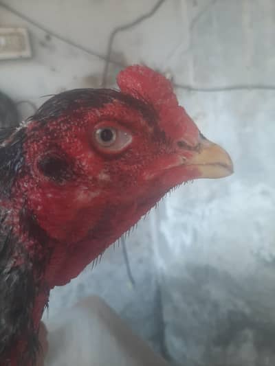 kamaliya male