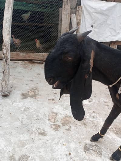 gaban bital nagri nasal wali bakri