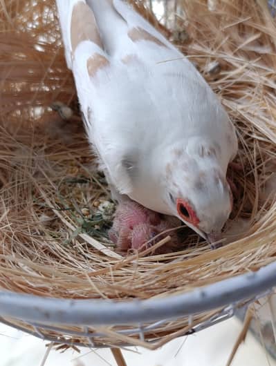 Red pied dove breeder pair 2500 with 2 chicks