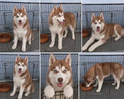 Vaccinated Female Siberian Husky Puppy