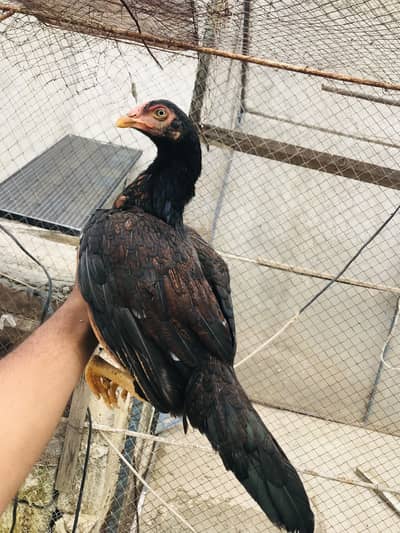 Lassani feamle pathi quality female