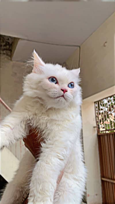 Pure White Persian Male Cat Blue Eyes 2 Cord