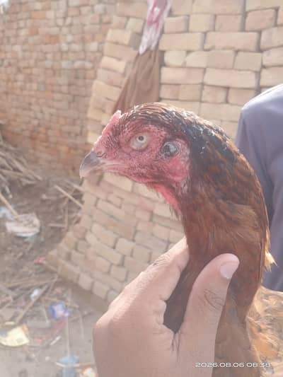 Healthy Aseel Murghi for Sale