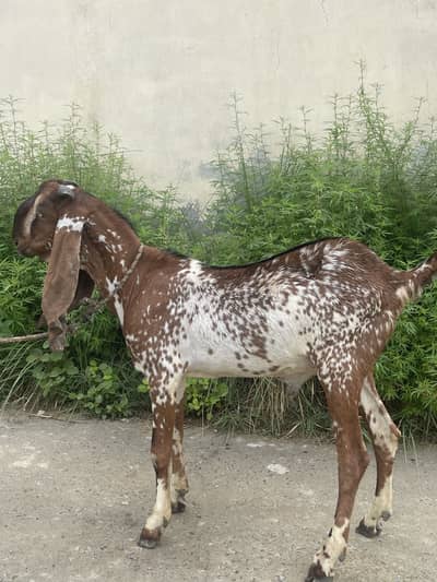 Makhichini Bakra for sale