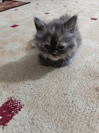 persian Kitten, Healthy, Active, Litter Trained