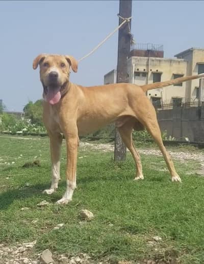 bully gultair man double body for sale
