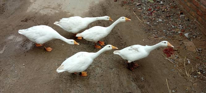 5 White Ducks