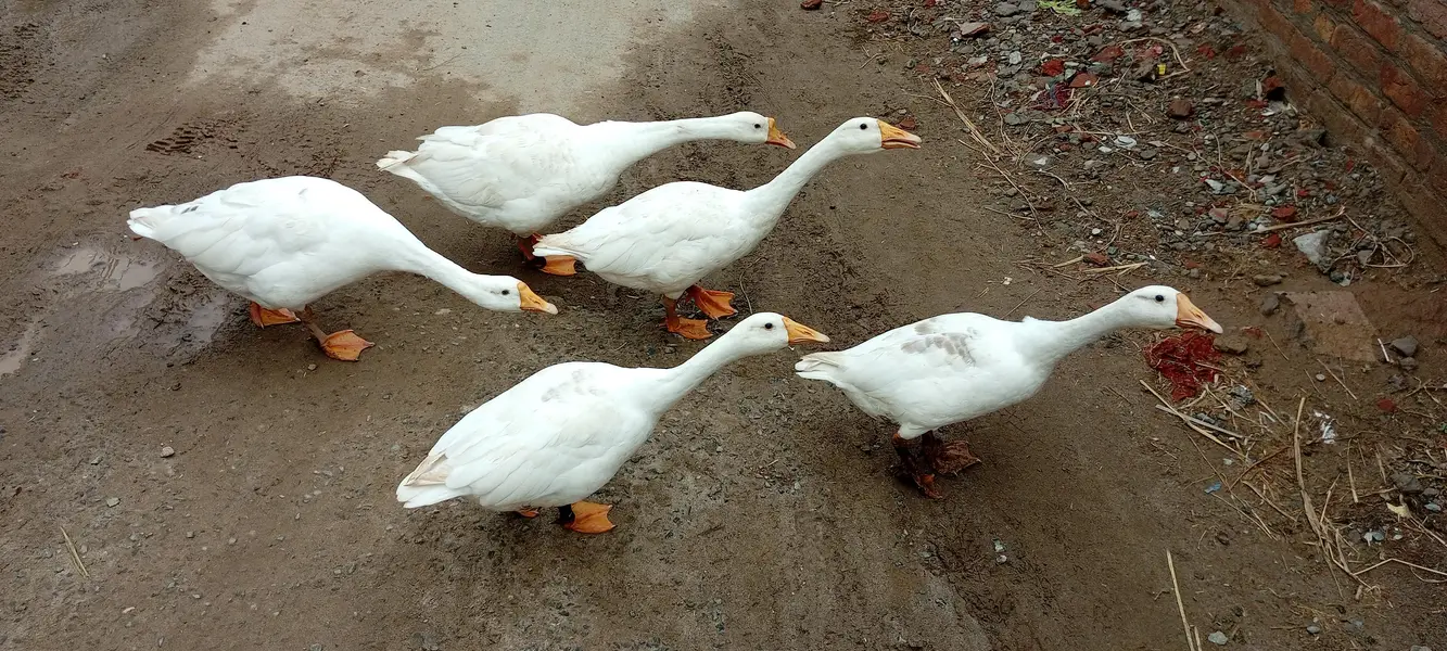 5 White Ducks
