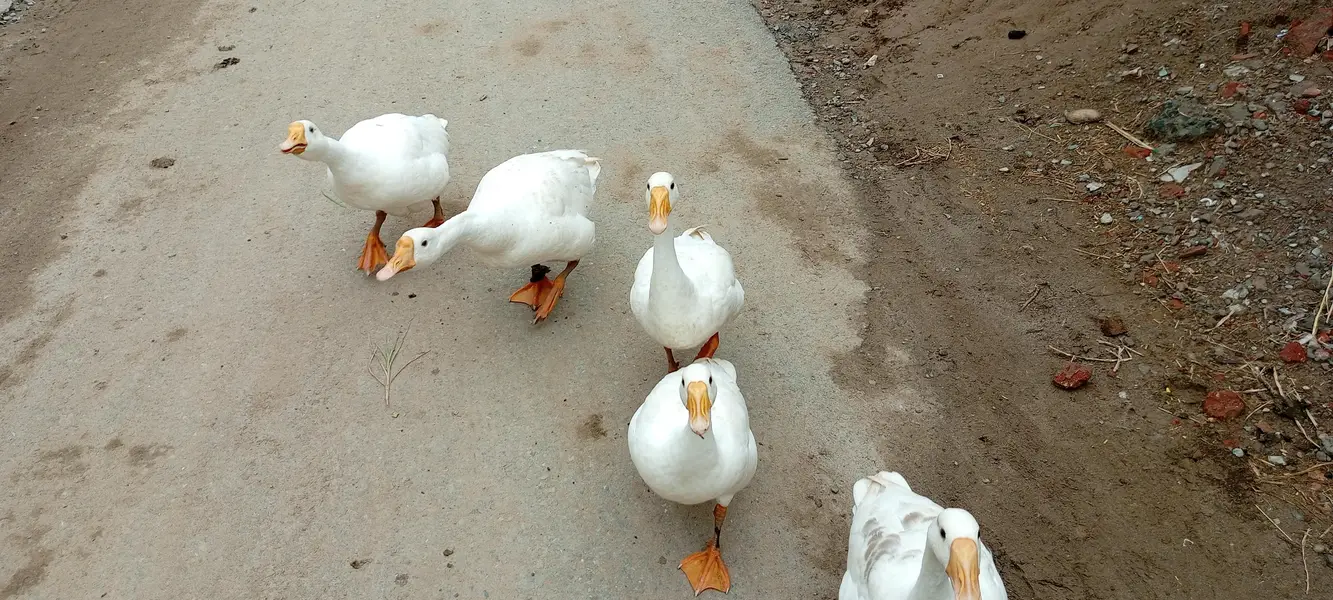 5 White Ducks — photo 2