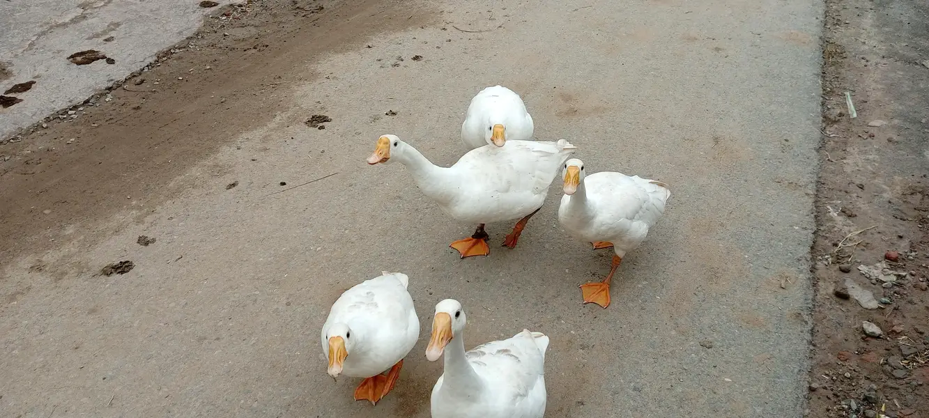 5 White Ducks — photo 3