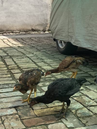 1 murga and 3 hens for sale