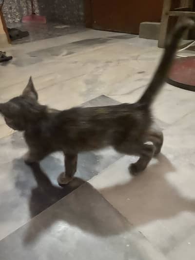 persian cat