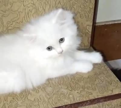 Persian kittens