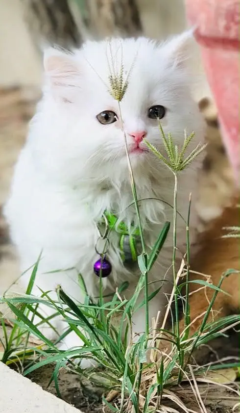 Persian kittens — photo 2
