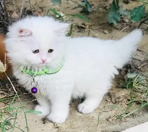 Persian kittens — photo 3