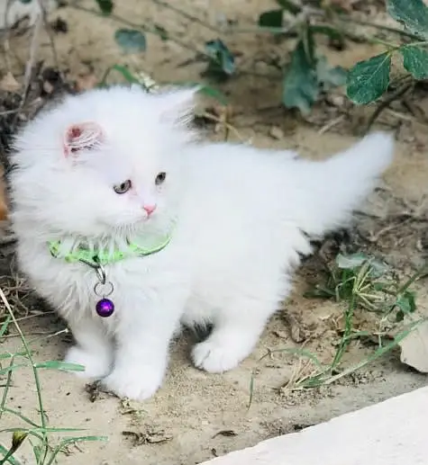Persian kittens — photo 4