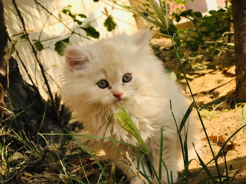 Persian kittens — photo 5