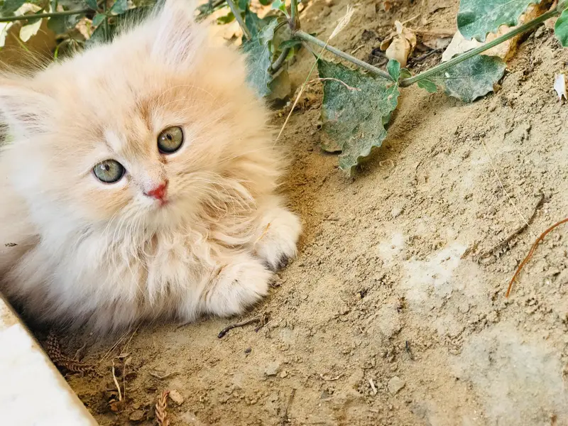 Persian kittens — photo 6