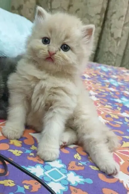 Persian kittens — photo 7