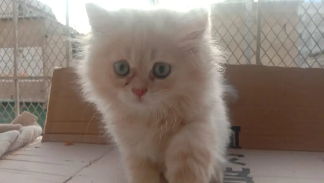 Persian kittens — photo 8
