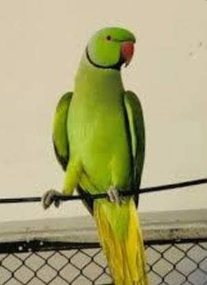 green pareots 2. ha. نر دونوں ہے تھوڑا سا بھولتے ہیں اور سیٹھیا بھی مار