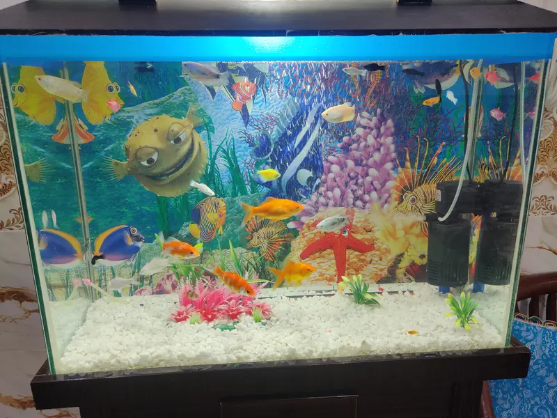 Complete Aquarium Setup with Fish – Tank, Filter, Lights & Accessories