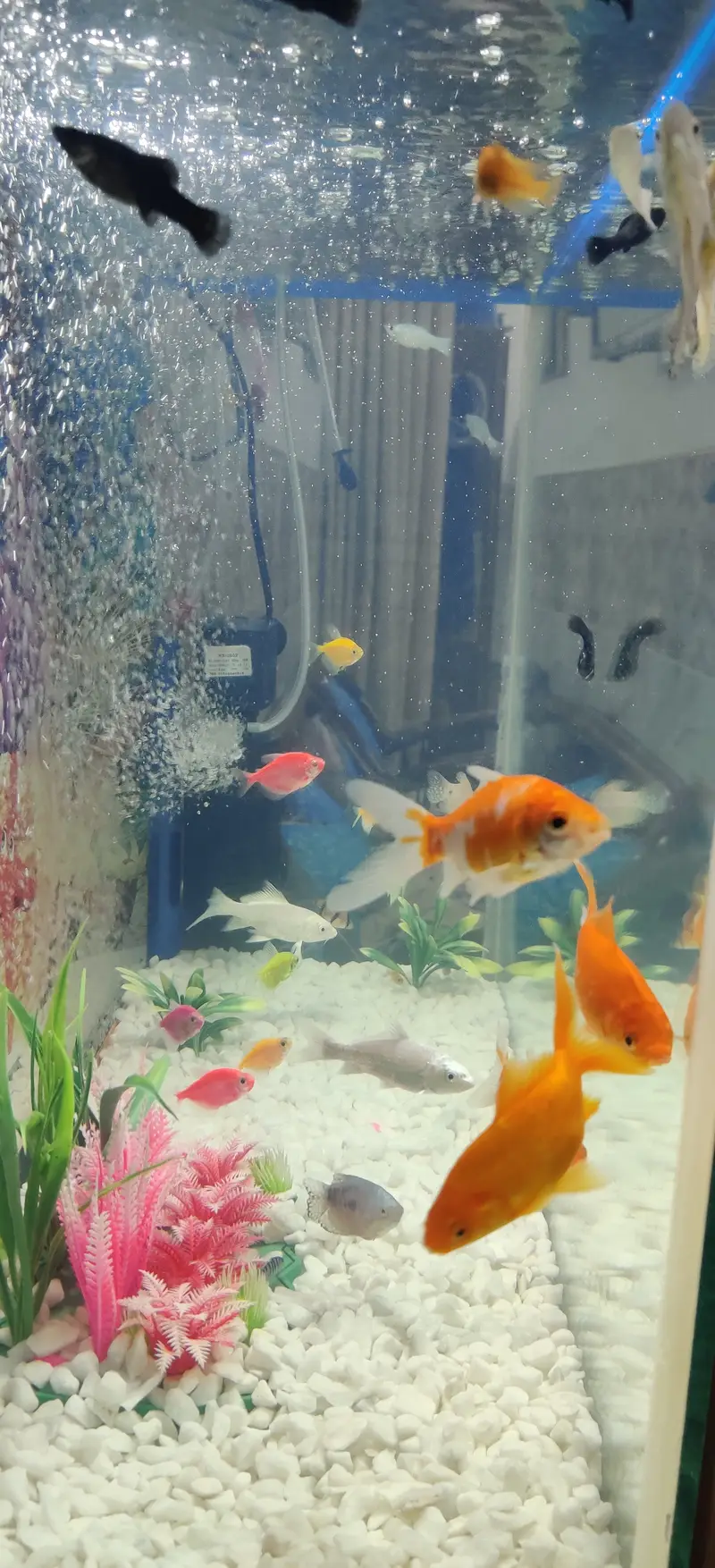 Complete Aquarium Setup with Fish – Tank, Filter, Lights & Accessories — photo 3