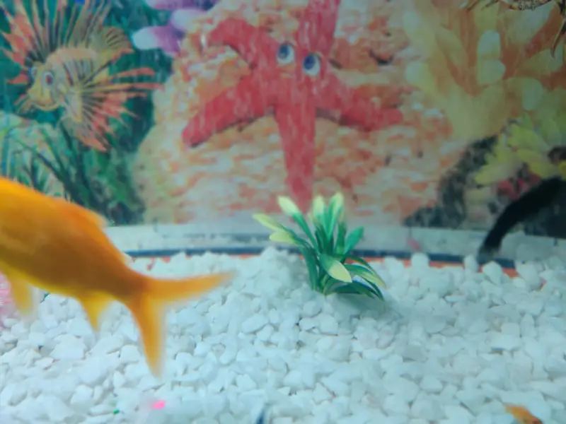 Complete Aquarium Setup with Fish – Tank, Filter, Lights & Accessories — photo 4