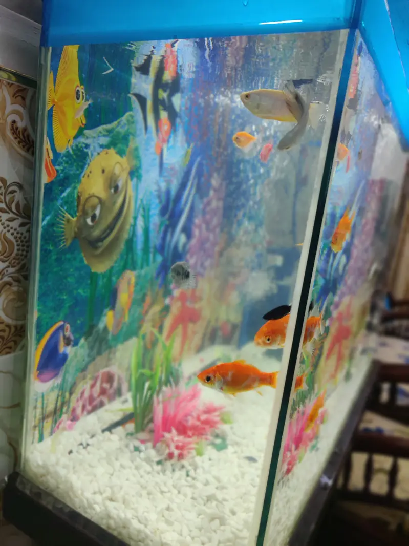 Complete Aquarium Setup with Fish – Tank, Filter, Lights & Accessories — photo 5