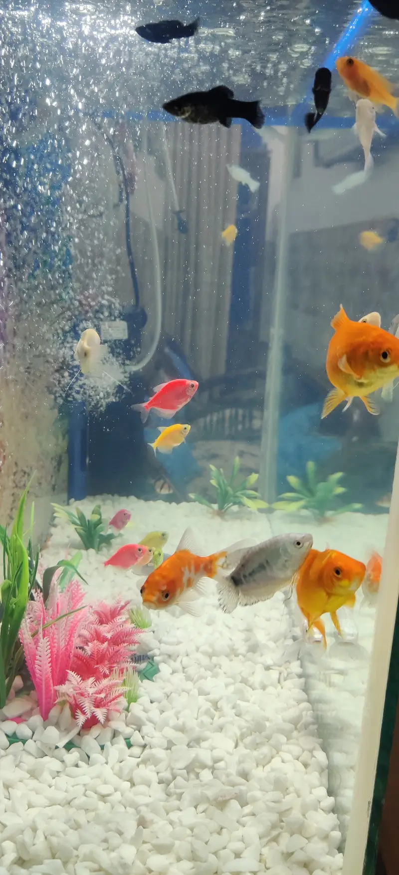Complete Aquarium Setup with Fish – Tank, Filter, Lights & Accessories — photo 7