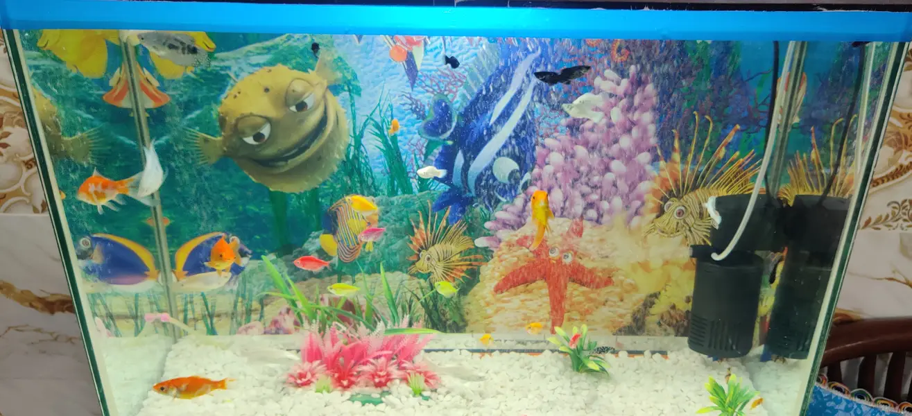 Complete Aquarium Setup with Fish – Tank, Filter, Lights & Accessories — photo 11