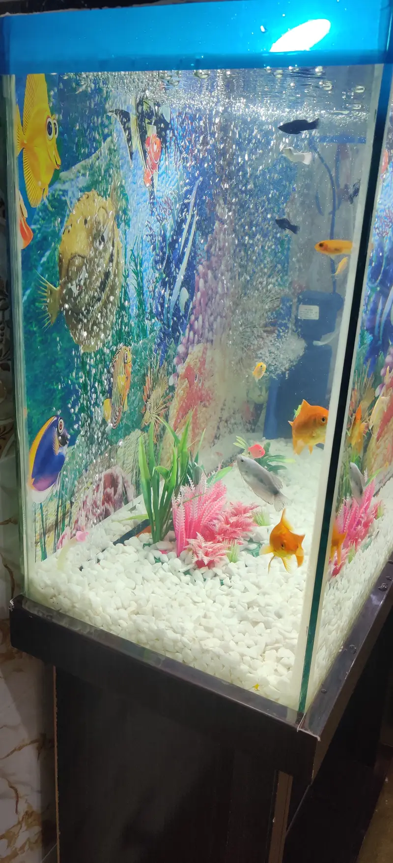 Complete Aquarium Setup with Fish – Tank, Filter, Lights & Accessories — photo 12
