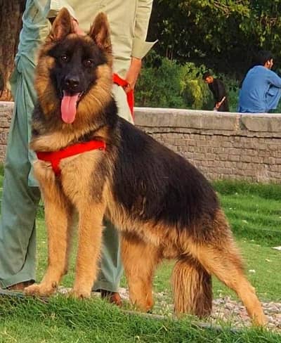German Shepherd long coat male 8 month for sale