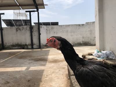 Mianwali aseel murgi for sale