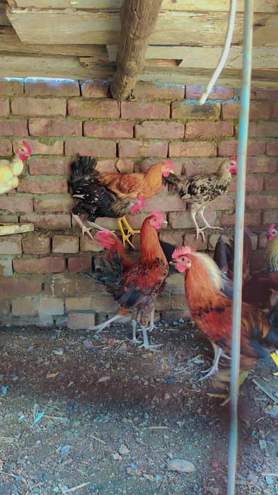 pure desi and golden misri male murgha roostar for sale