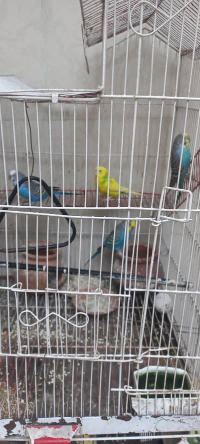 5 Healthy Australian Budgies with Cage for Sale