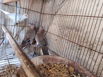 Some Breeders Dones pair for sale. . .