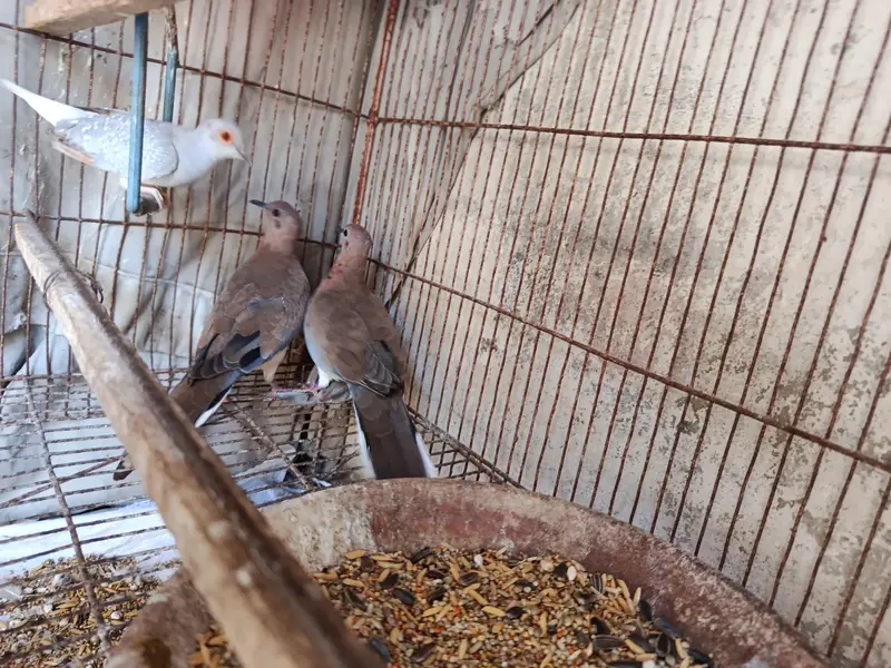 Some Breeders Dones pair for sale. . .