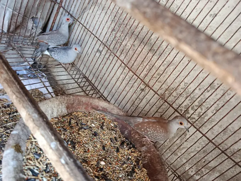 Some Breeders Dones pair for sale. . . — photo 2