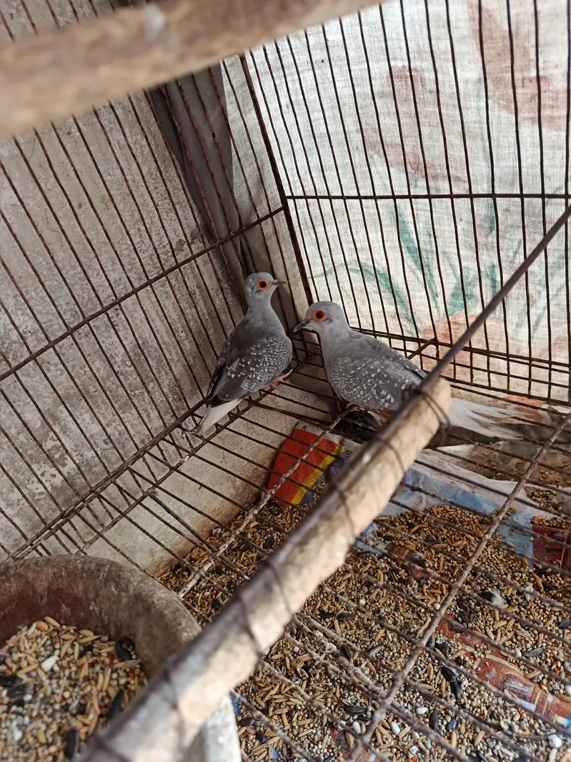 Some Breeders Dones pair for sale. . . — photo 4